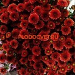 Хризантема Калимера ред ( Calimero red ).