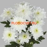 Хризантема Сантини Бонита