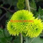 Фурор хризантемы Сантини купить