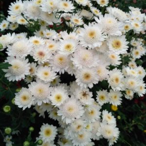 Хризантема корейская Медея
