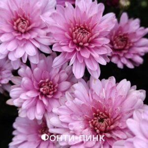 Хризантема мультифлора  Фонти пинк