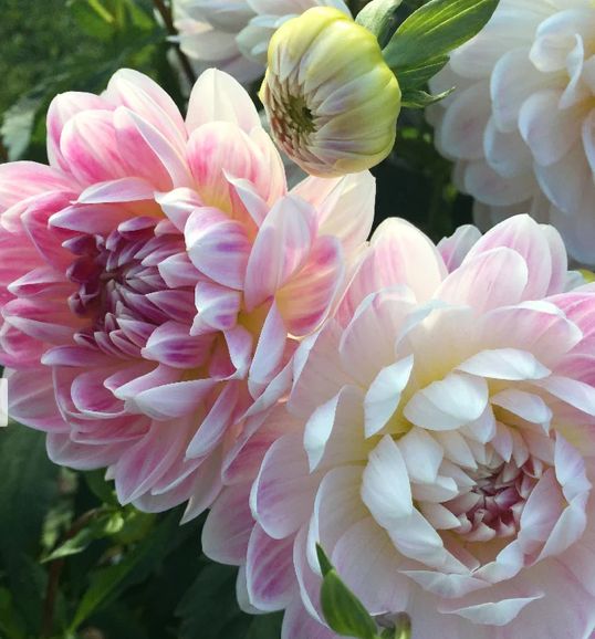 Георгина ‘Келгай Энн’ Dahlia ‘Kelgai Ann’ — изображение 3