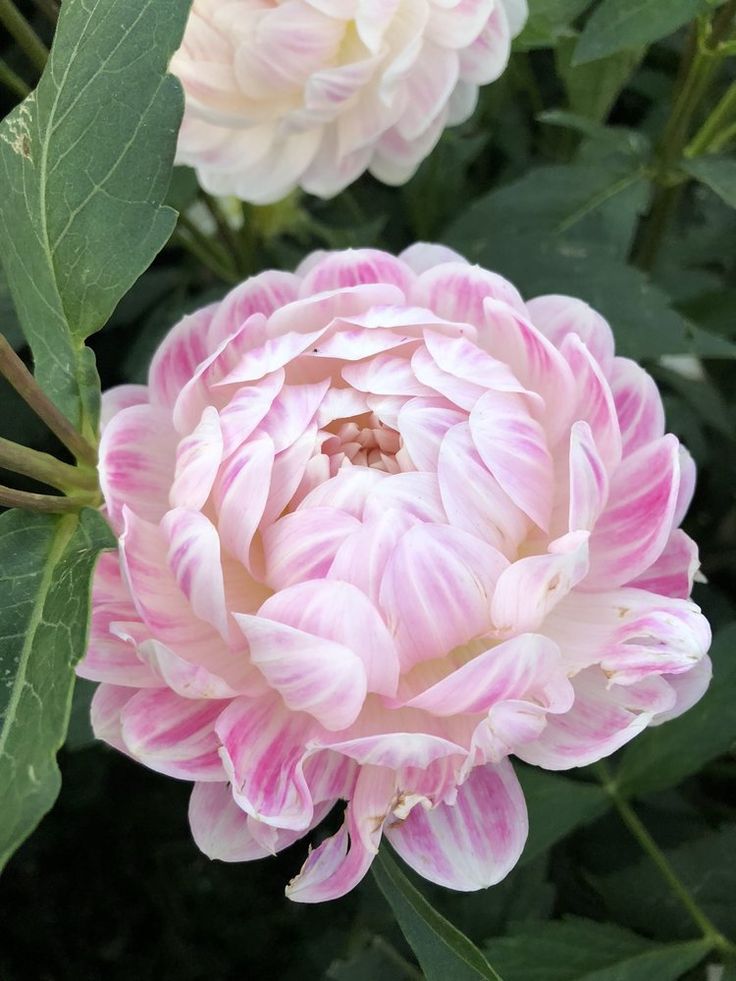 Георгина ‘Келгай Энн’ Dahlia ‘Kelgai Ann’