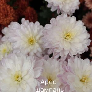 Хризантема мультифлора  Арес Шампань