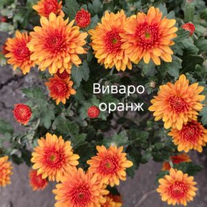 Хризантема мультифлора  Виваро оранж