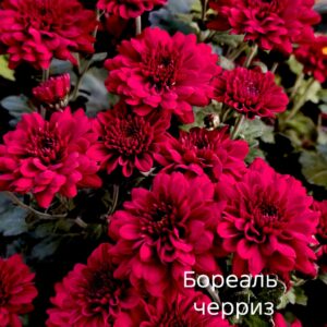 Хризантема мультифлора  Бореаль черриз