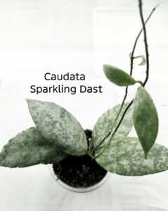 хойя caudata sparking dast