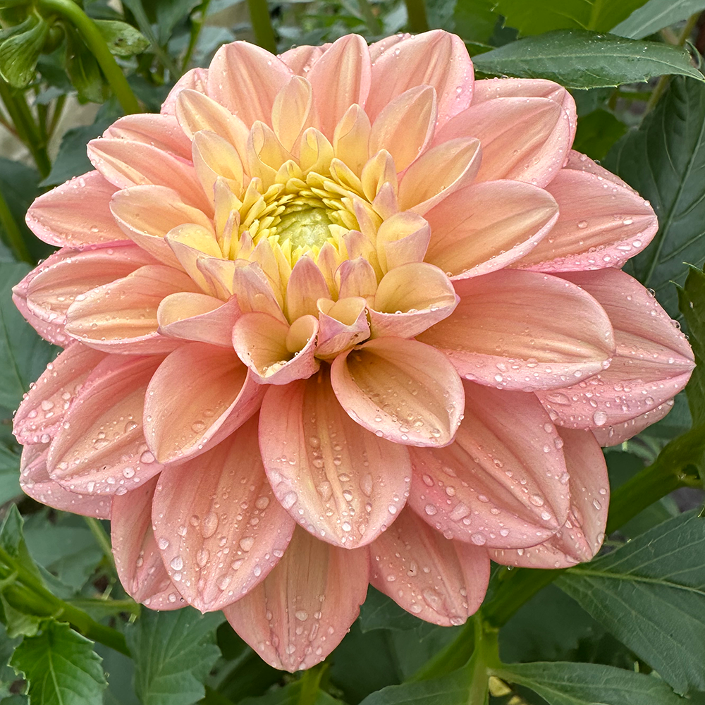 Георгины Florelie Kindness