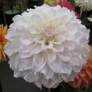 ГЕОРГИН IRISH RUFFLES ( Айриш рафлс, ирландские оборки)