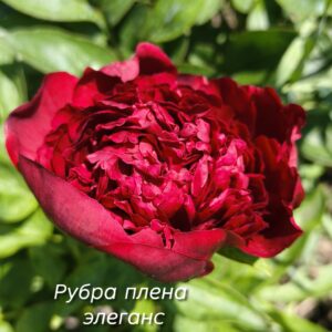 Пионы Рубра Плена