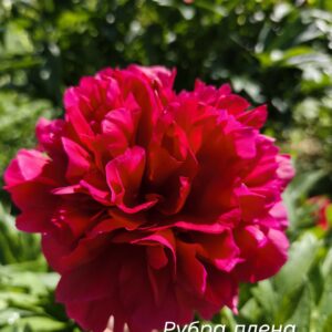 IMG_20261009_221000_172