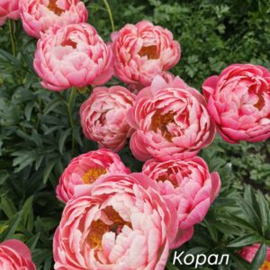 Пионы Корал Чарм