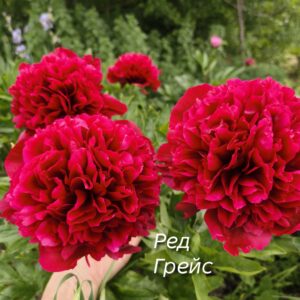 Пионы Ред Грейс
